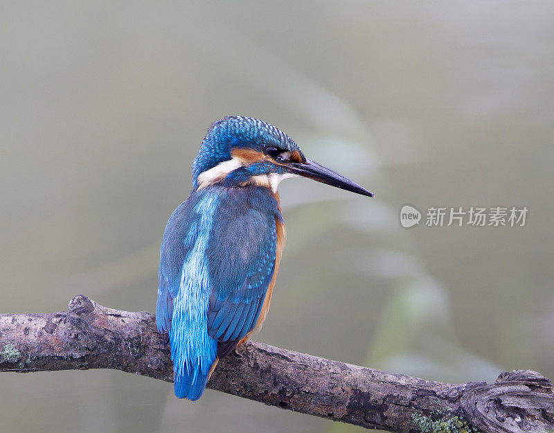 普通翠鸟(Alcedo atthis)雄性